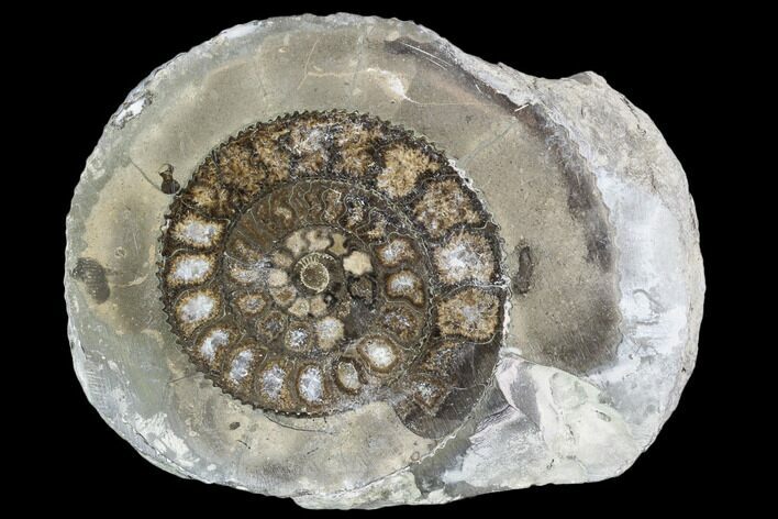 Polished Ammonite (Dactylioceras) Half - England #103791